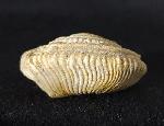 Obornella plicopunctata (DESLONGCHAMPS 1849) - Bild © FossNet FossilienStore